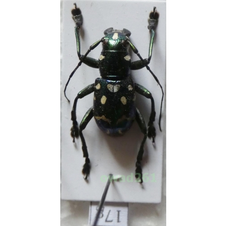 Aprophata eximia (Newman, 1842) Philippines17g